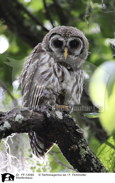 Streifenkauz / barred owl / FF-13080
