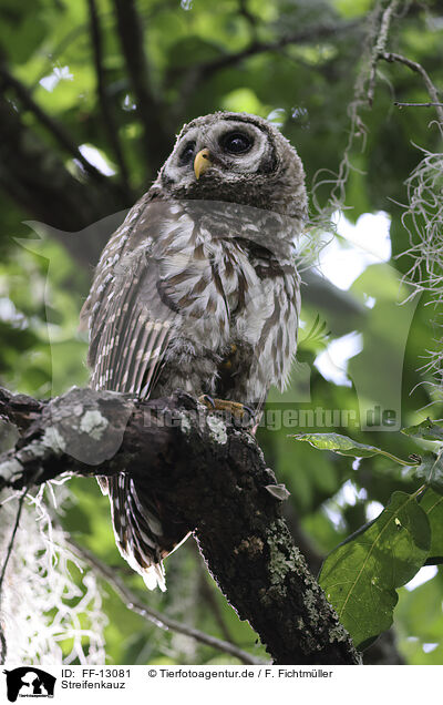 Streifenkauz / barred owl / FF-13081