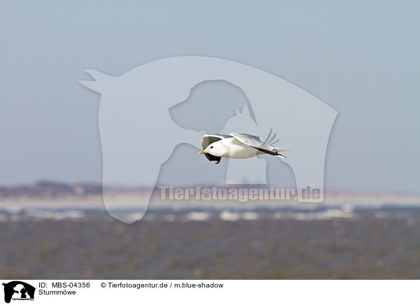 Sturmmwe / common gull / MBS-04356