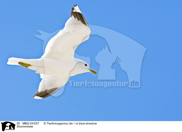 Sturmmwe / common gull / MBS-04357