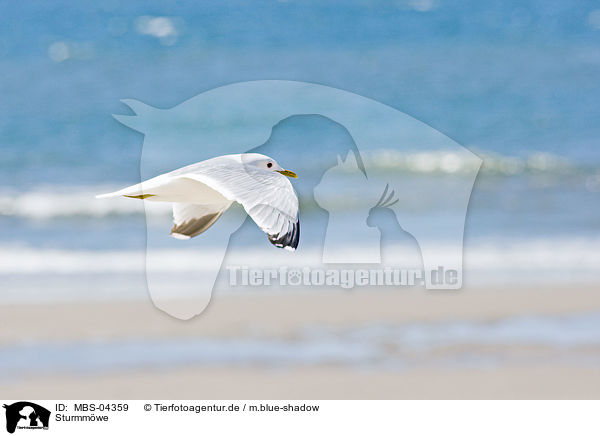 Sturmmwe / common gull / MBS-04359