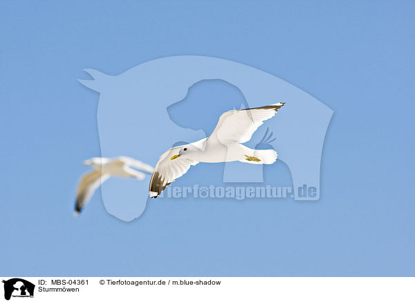 Sturmmwen / common gulls / MBS-04361