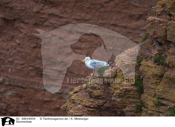 Sturmmwe / common gull / AM-04654