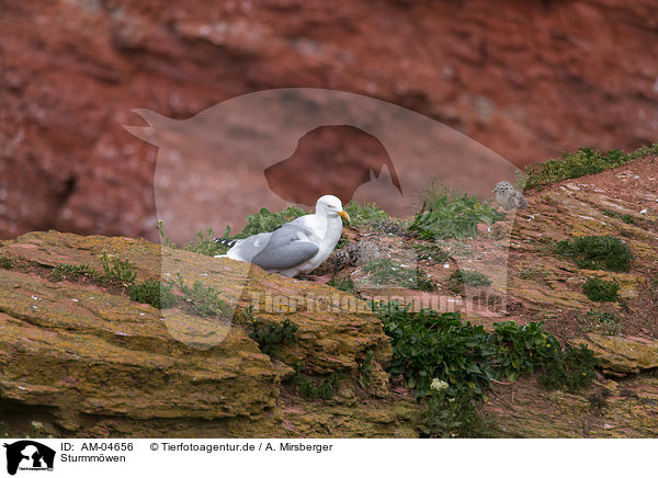 Sturmmwen / common gulls / AM-04656