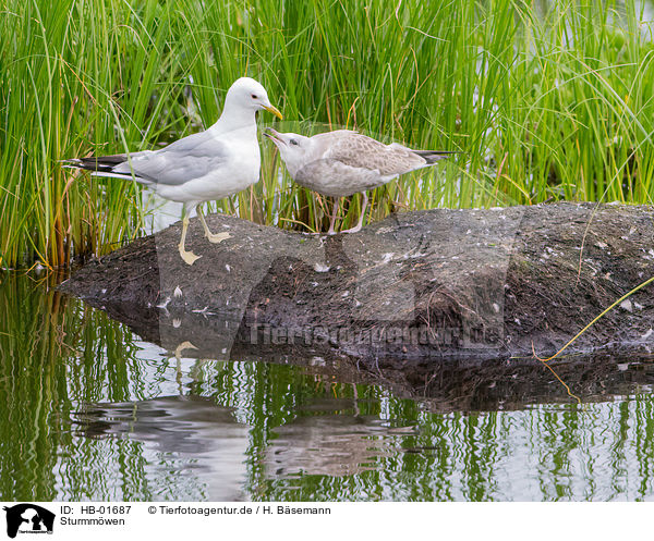 Sturmmwen / common gulls / HB-01687