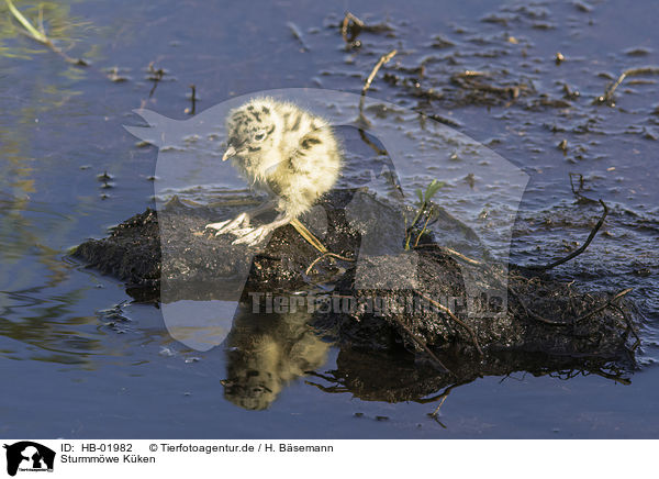 Sturmmwe Kken / common gull chick / HB-01982