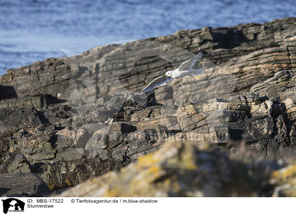 Sturmmwe / common gull / MBS-17522