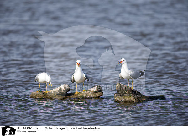 Sturmmwen / common gulls / MBS-17526