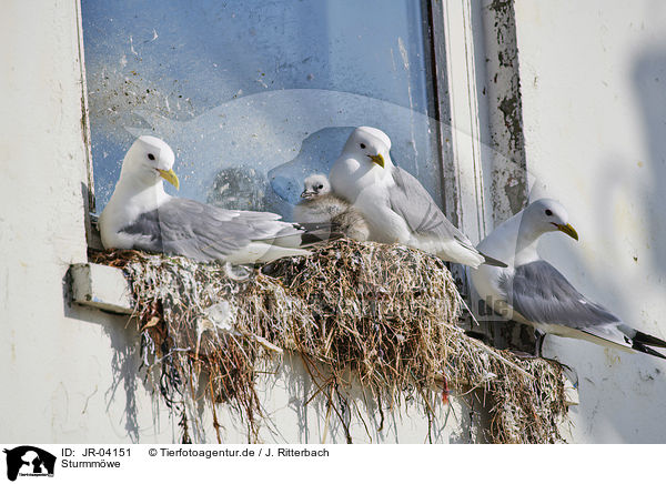 Sturmmwe / Common Gull / JR-04151