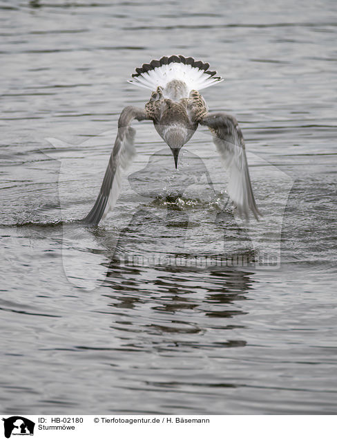 Sturmmwe / common gull / HB-02180