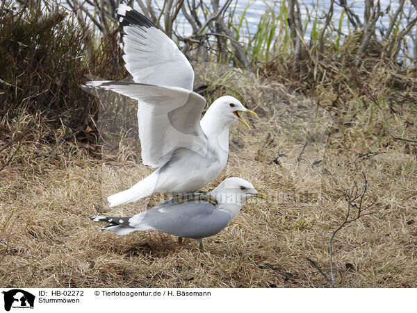 Sturmmwen / common gulls / HB-02272