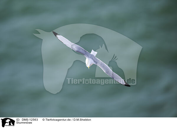Sturmmwe / common gull / DMS-12563