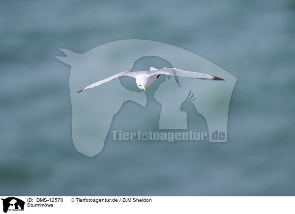 Sturmmwe / common gull / DMS-12570