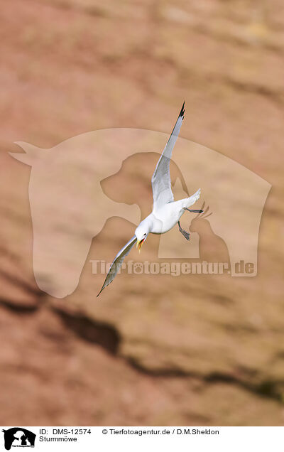 Sturmmwe / common gull / DMS-12574