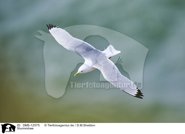 Sturmmwe / common gull / DMS-12575