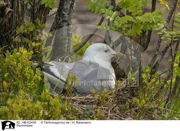 Sturmmwe / mew gull / HB-02409