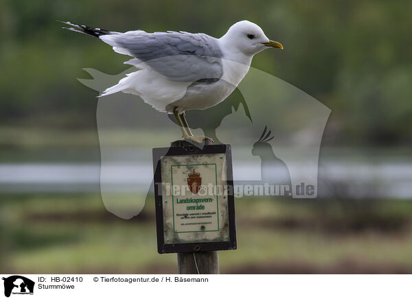 Sturmmwe / mew gull / HB-02410