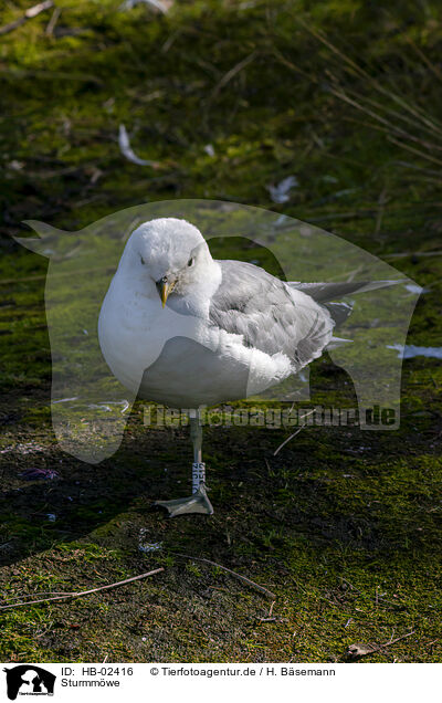 Sturmmwe / common gull mew / HB-02416