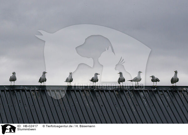 Sturmmwen / common gull mews / HB-02417