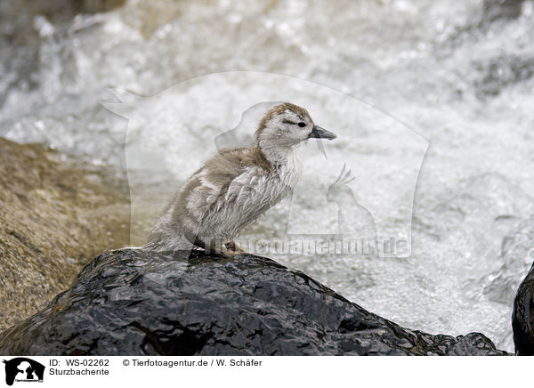 Sturzbachente / Torrent Duck / WS-02262