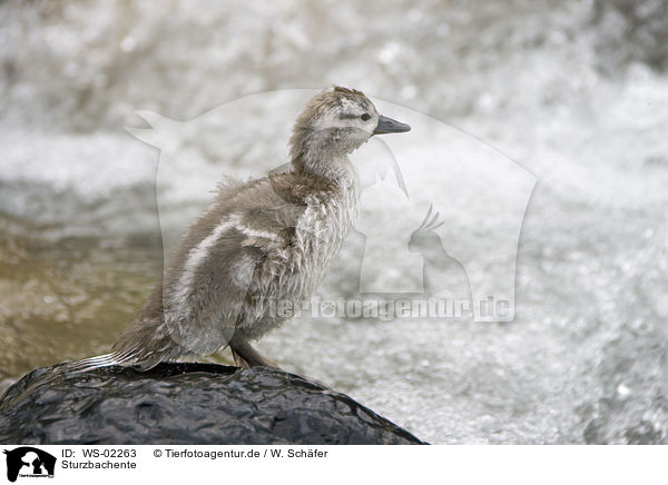 Sturzbachente / Torrent Duck / WS-02263