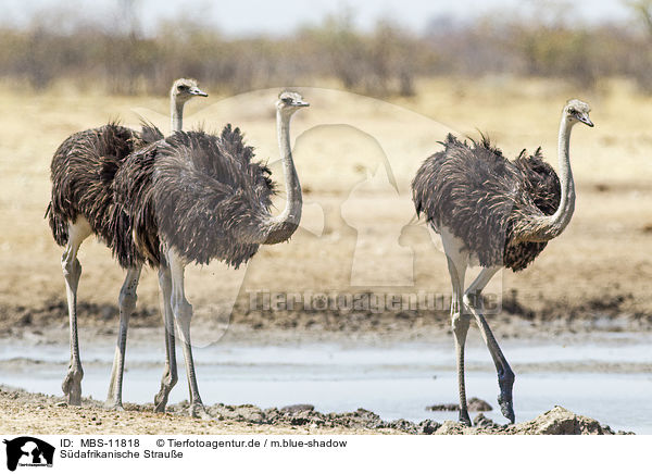 Sdafrikanische Straue / South african ostrichs / MBS-11818