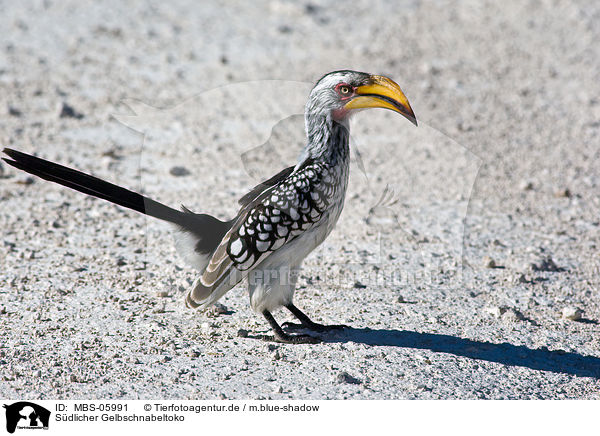 Sdlicher Gelbschnabeltoko / Yellow-billed hornbill / MBS-05991