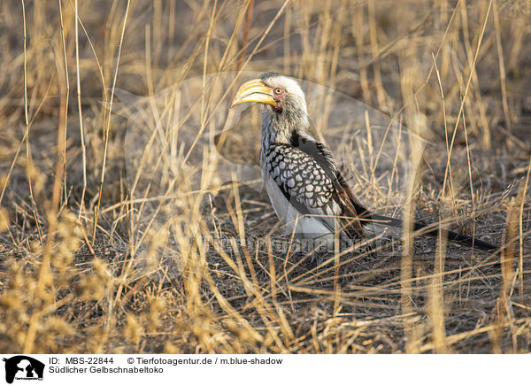 Sdlicher Gelbschnabeltoko / Southern Yellow-billed Hornbill / MBS-22844