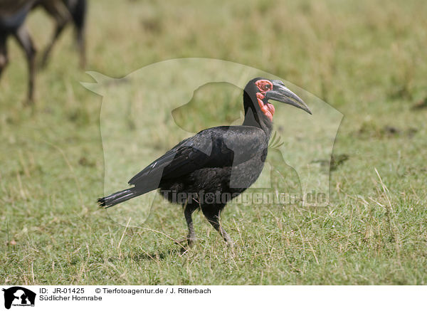 Sdlicher Hornrabe / southern ground hornbill / JR-01425