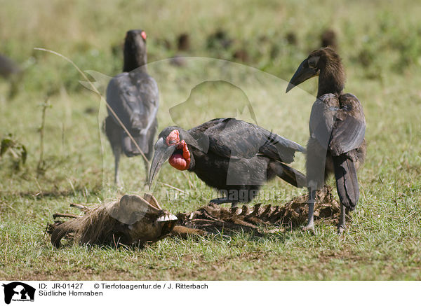 Sdliche Hornraben / southern ground hornbills / JR-01427