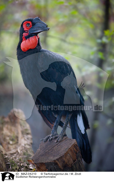 Sdlicher Rotwangenhornrabe / southern ground hornbill / MAZ-04210