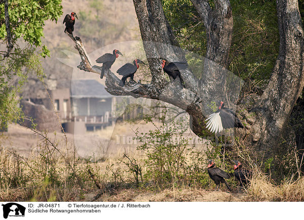 Sdliche Rotwangenhornraben / southern ground hornbills / JR-04871