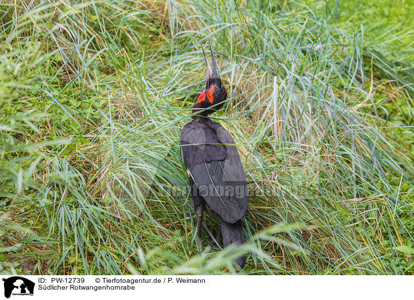 Sdlicher Rotwangenhornrabe / southern ground hornbill / PW-12739