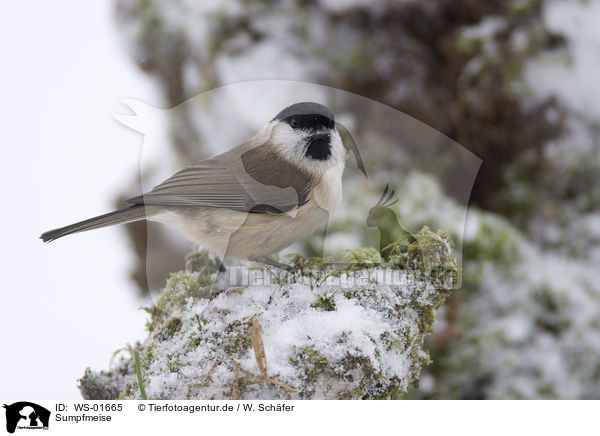 Sumpfmeise / marsh tit / WS-01665