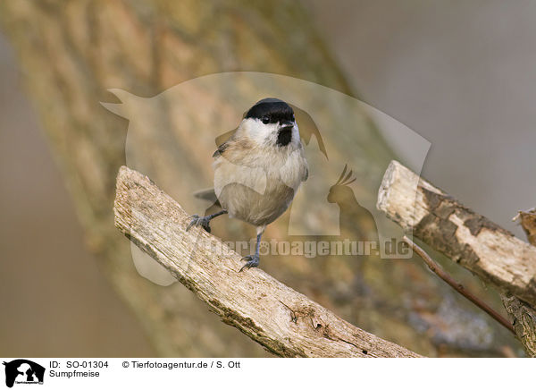 Sumpfmeise / marsh tit / SO-01304