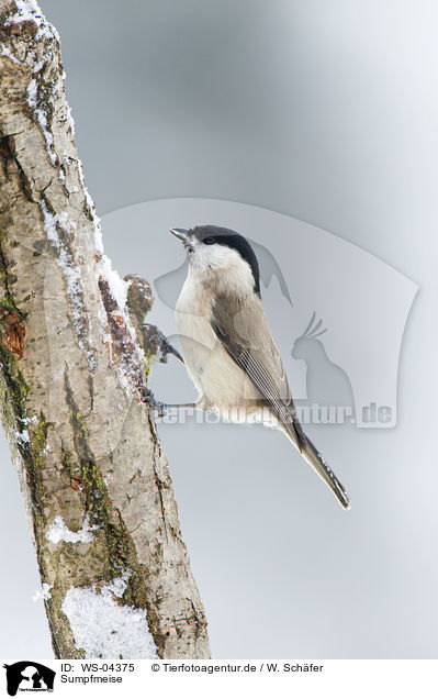 Sumpfmeise / marsh tit / WS-04375