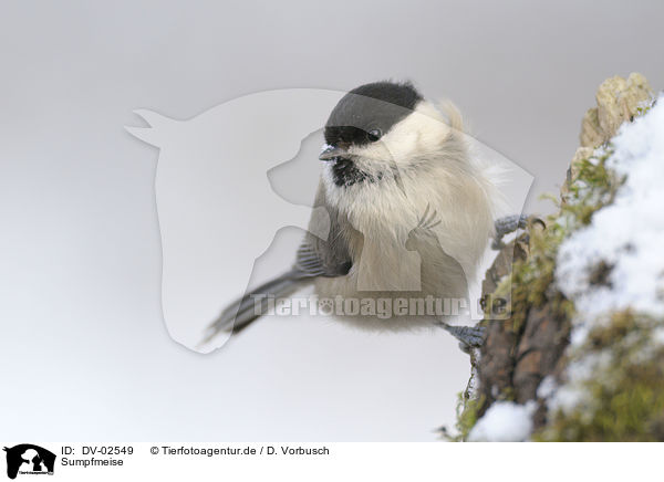 Sumpfmeise / chickadee / DV-02549