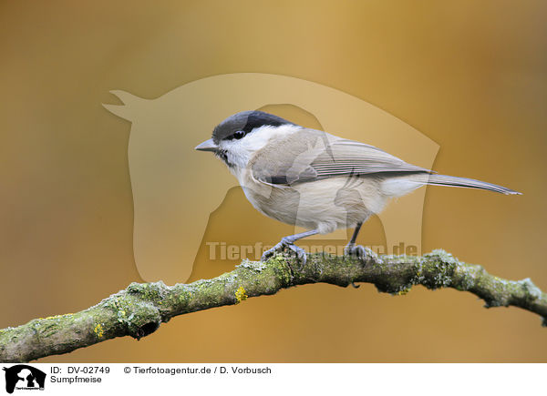 Sumpfmeise / chickadee tit / DV-02749