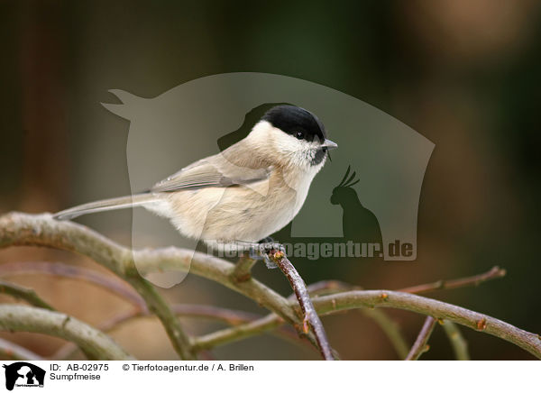 Sumpfmeise / marsh tit / AB-02975