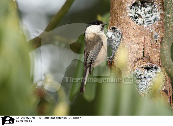 Sumpfmeise / marsh tit / AB-02978