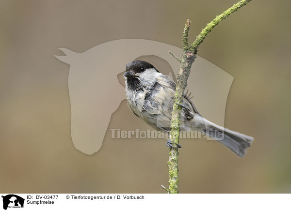 Sumpfmeise / marsh tit / DV-03477