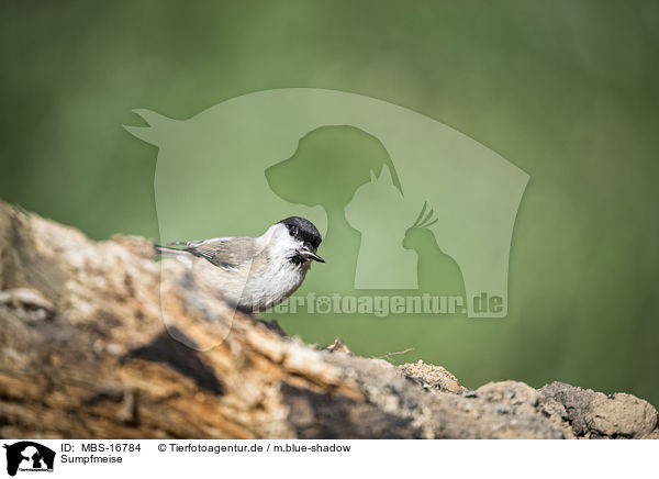 Sumpfmeise / marsh tit / MBS-16784
