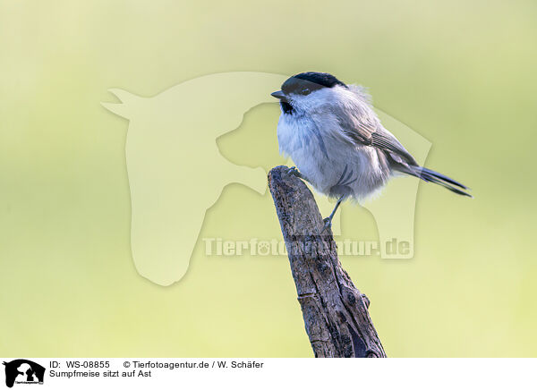 Sumpfmeise sitzt auf Ast / Marsh tit sits on tree branch / WS-08855