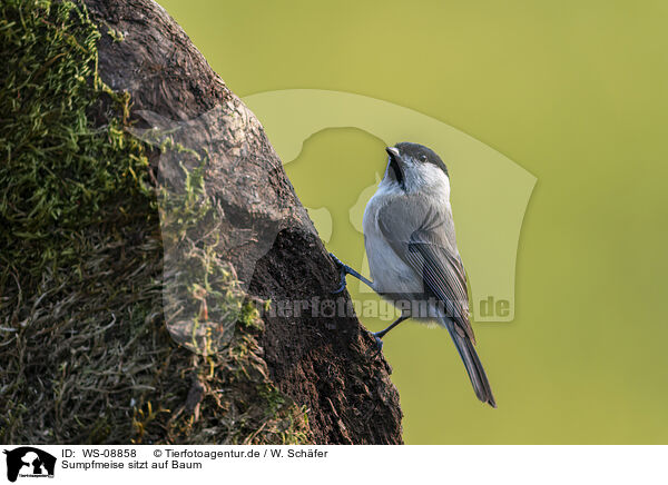 Sumpfmeise sitzt auf Baum / WS-08858