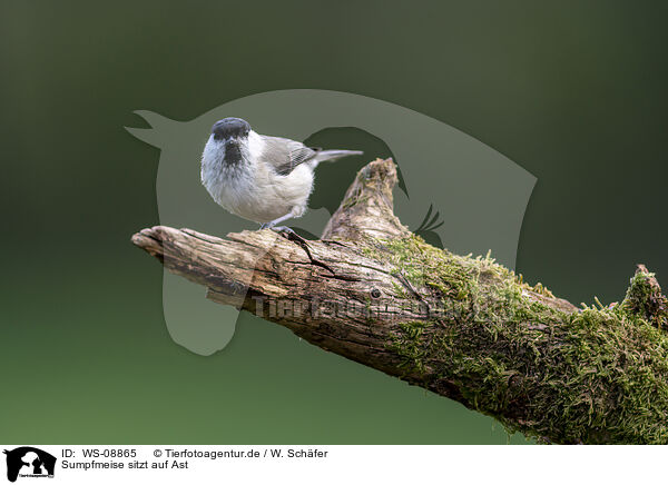Sumpfmeise sitzt auf Ast / Marsh tit sits on tree branch / WS-08865