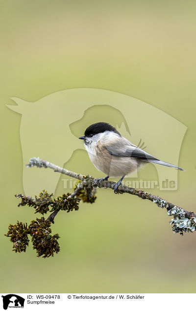 Sumpfmeise / marsh tit / WS-09478