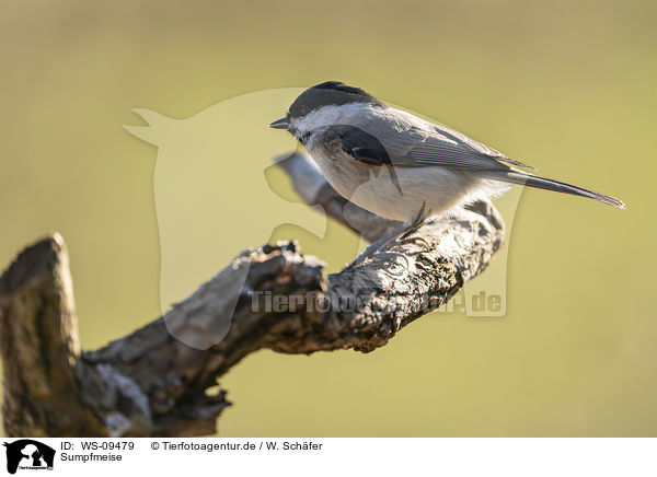 Sumpfmeise / marsh tit / WS-09479