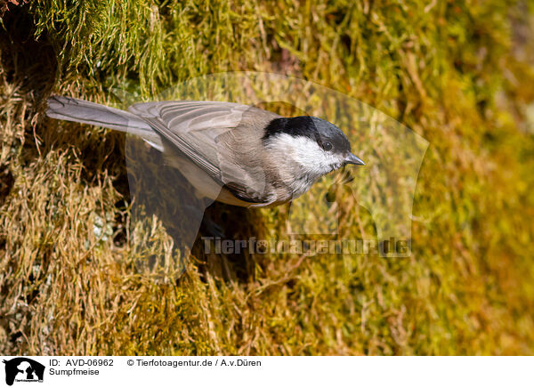 Sumpfmeise / marsh tit / AVD-06962