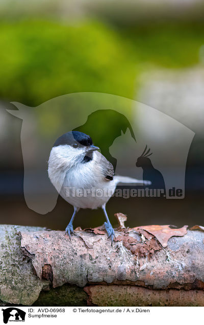 Sumpfmeise / marsh tit / AVD-06968