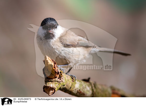 Sumpfmeise / marsh tit / AVD-06973